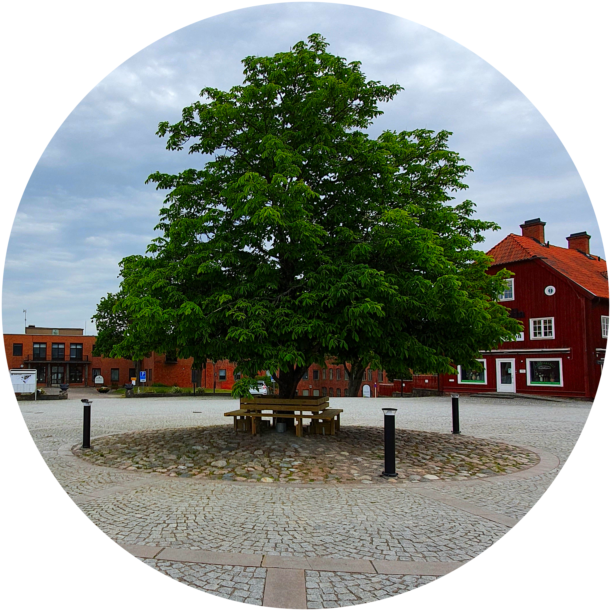 Träd på Gamla torget Åtvidaberg