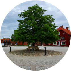 Träd på Gamla torget Åtvidaberg